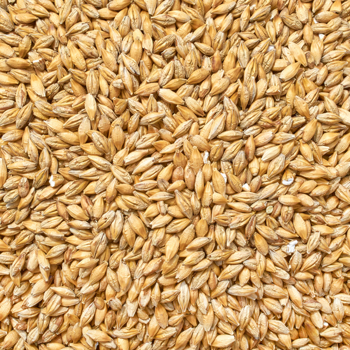 Barley Seeds – AL TALAB